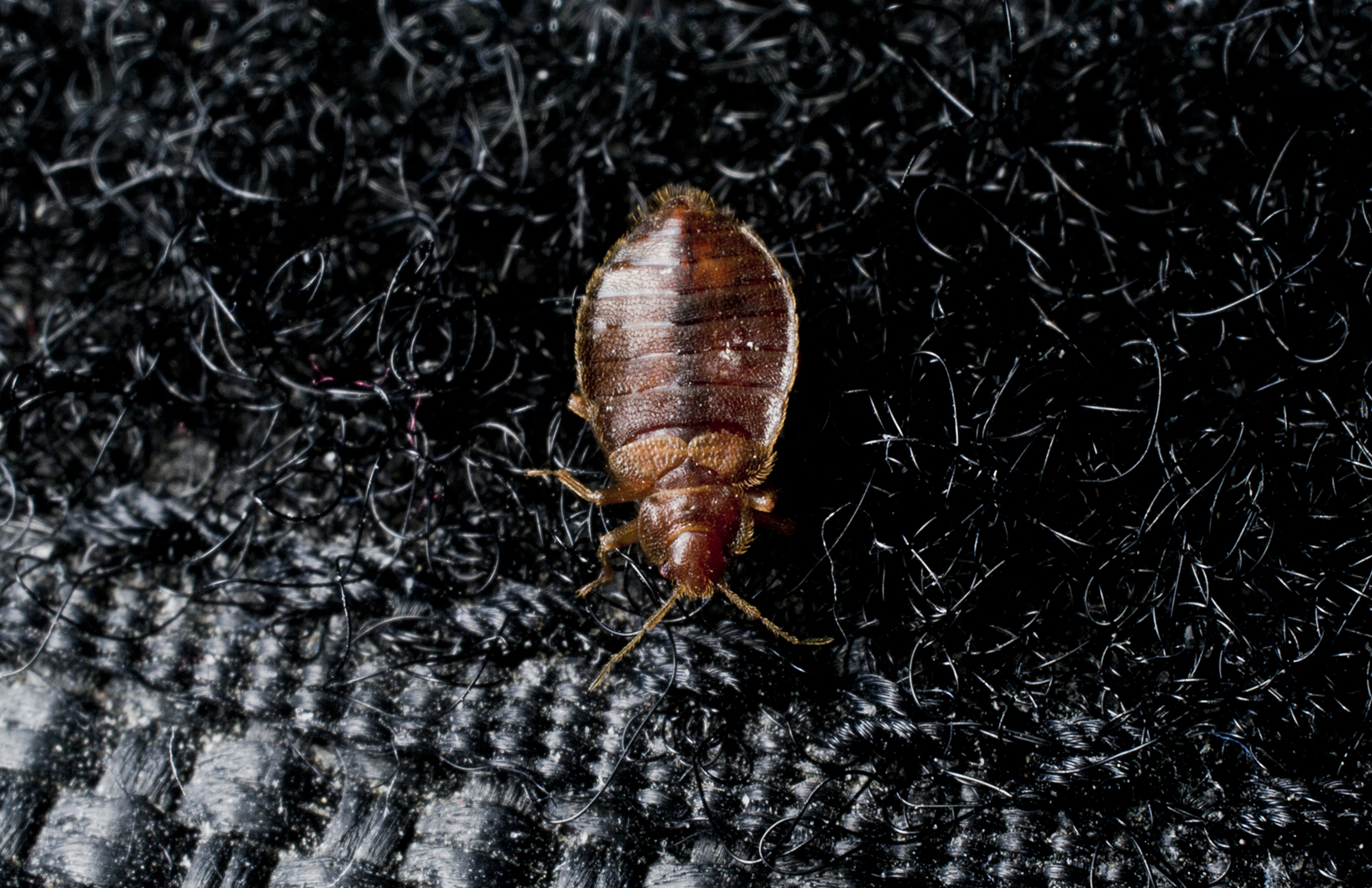 Detail Bed Bugs Image Gallery Nomer 50