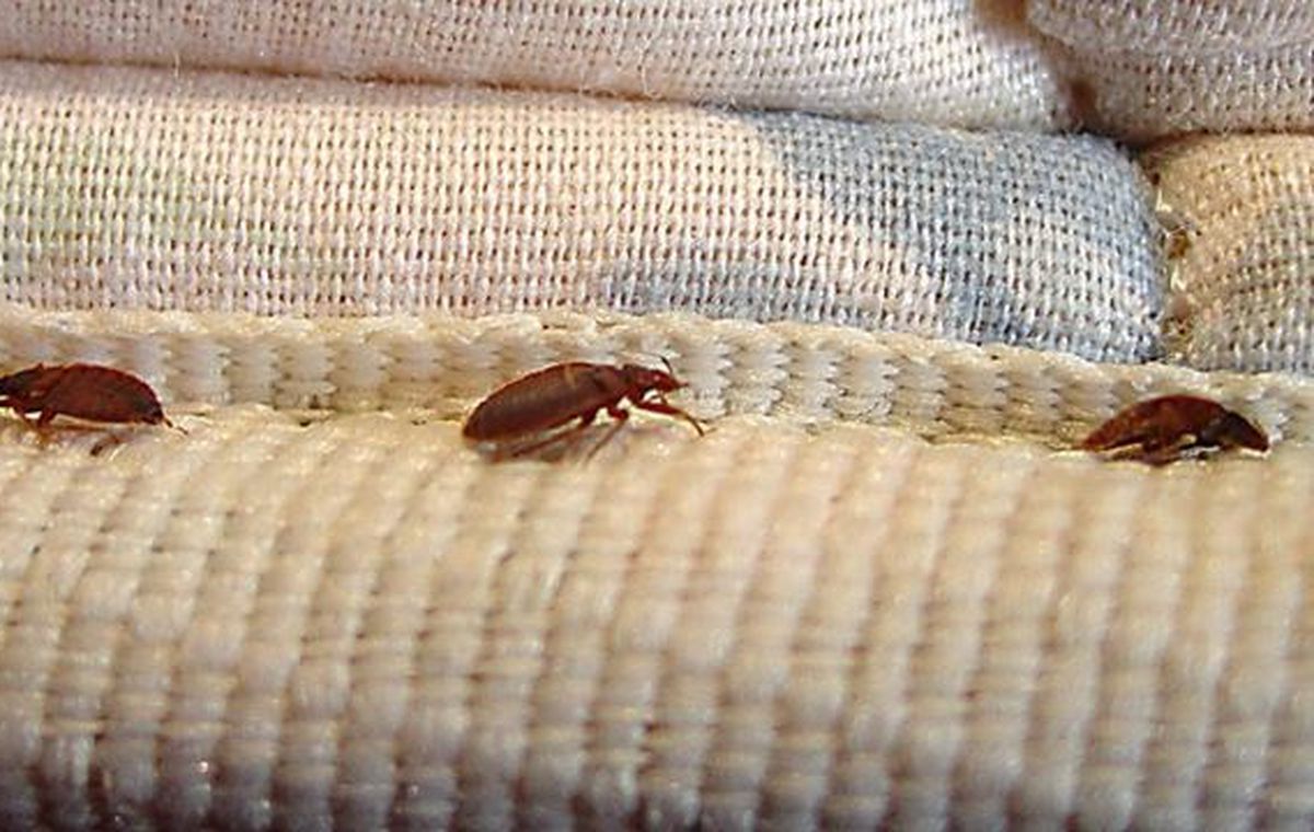 Detail Bed Bugs Image Gallery Nomer 51
