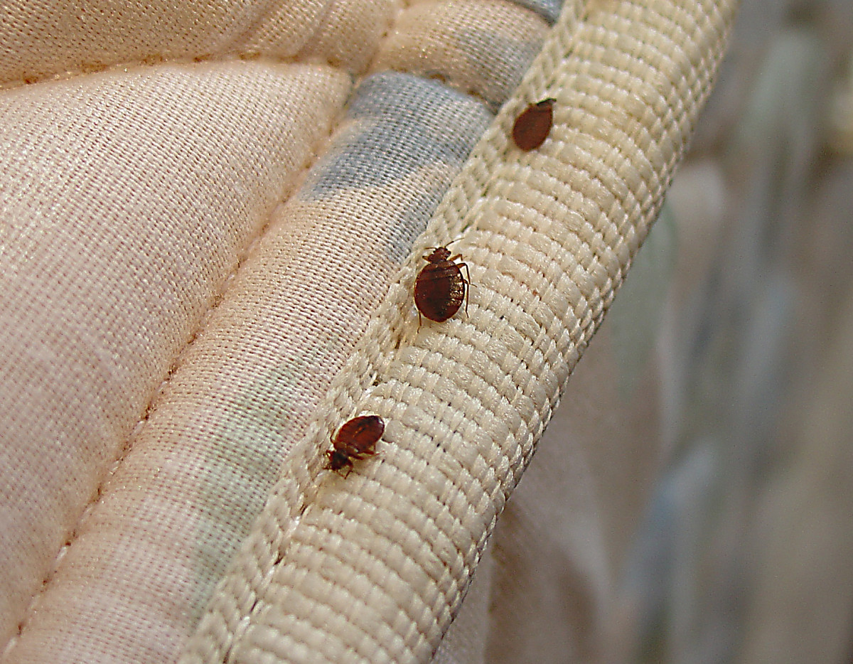 Detail Bed Bugs Images Nomer 15