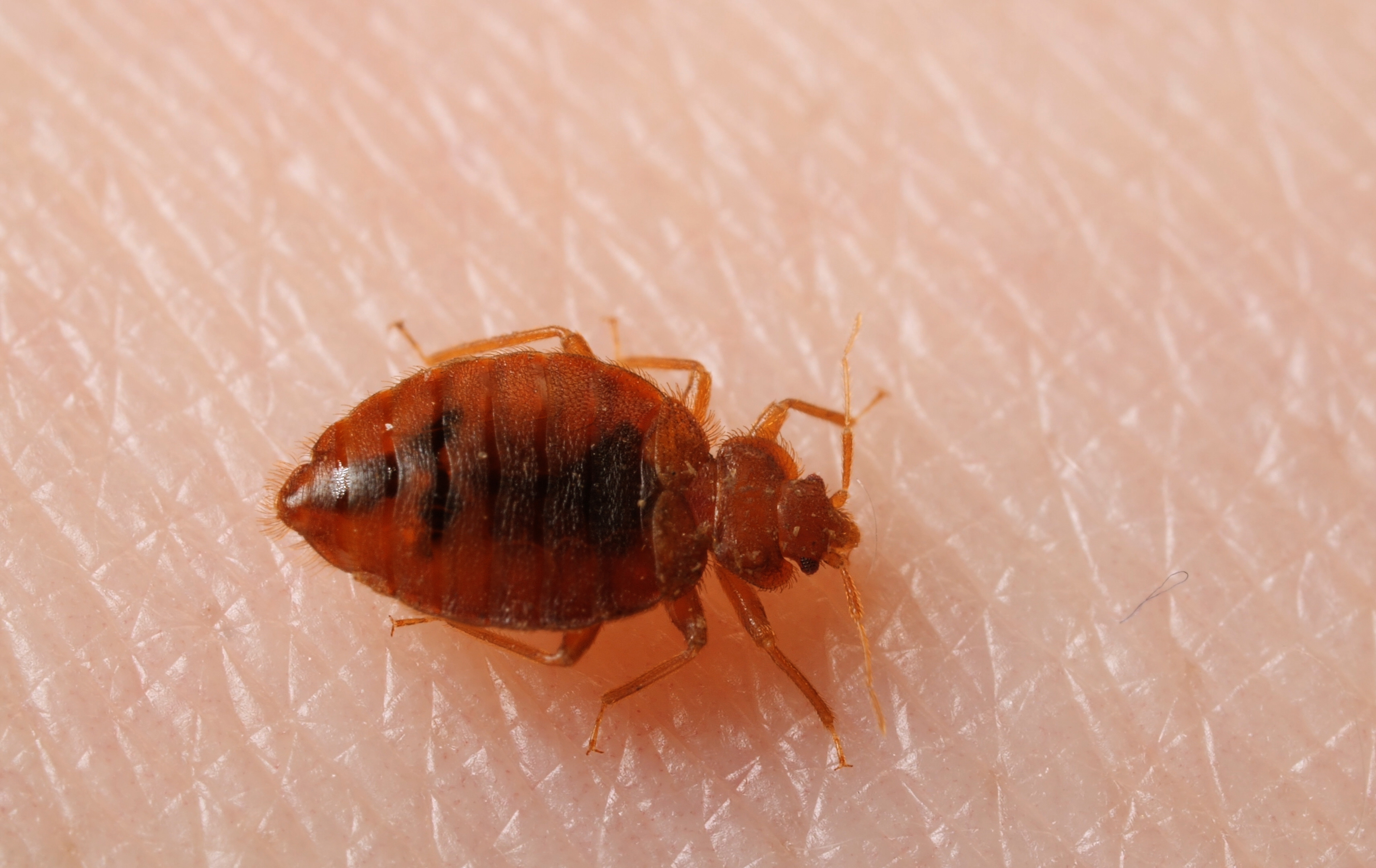 Detail Bed Bugs Images Nomer 23