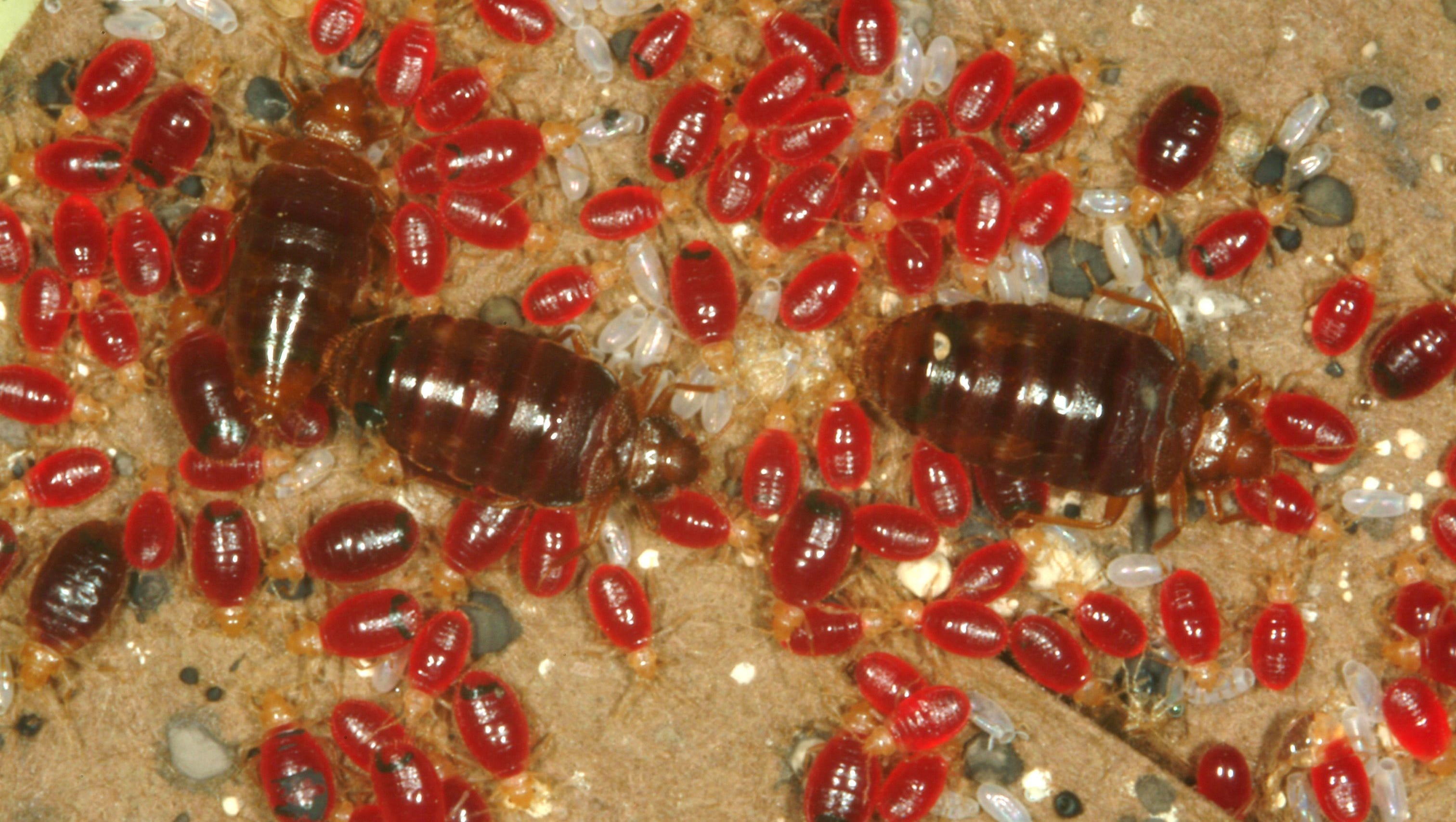 Detail Bed Bugs Images Nomer 30