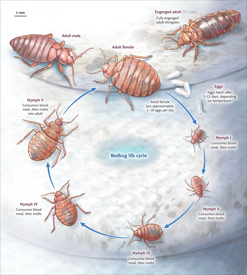 Detail Bed Bugs Images Nomer 37