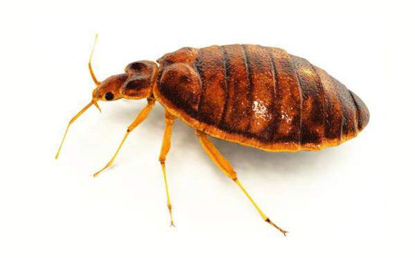 Detail Bed Bugs Images Nomer 50