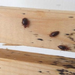 Detail Bed Bugs On Bed Images Nomer 2