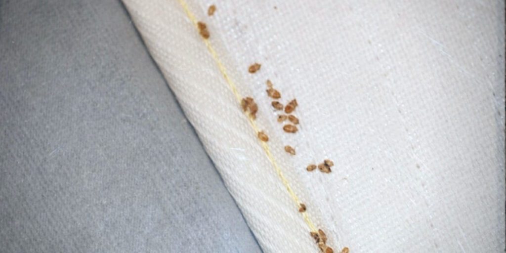 Detail Bed Bugs On Bed Images Nomer 16