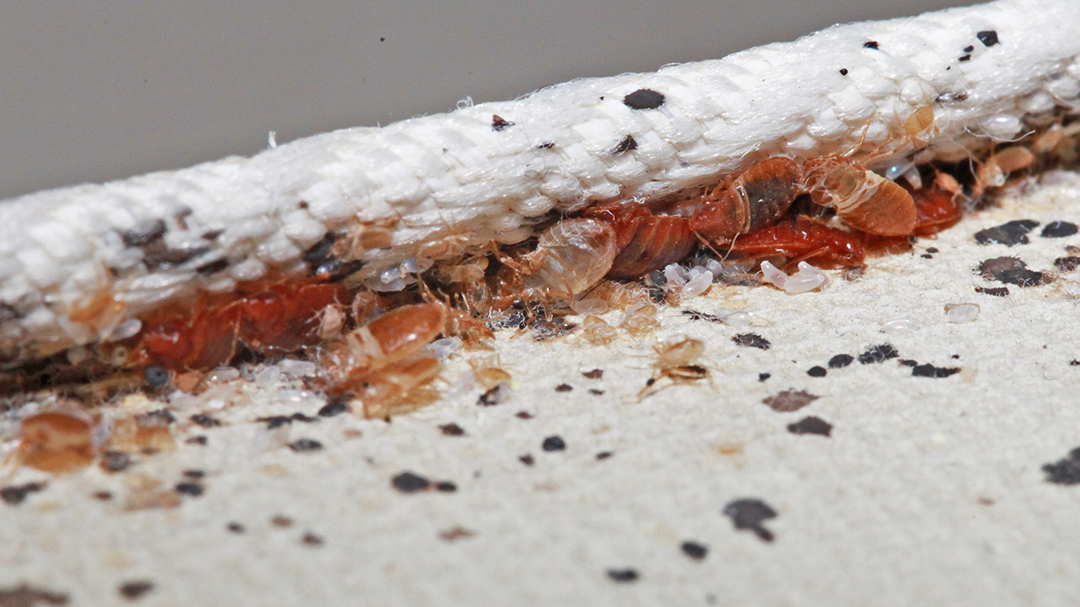 Detail Bed Bugs On Bed Images Nomer 17