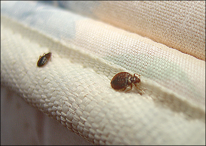 Detail Bed Bugs On Bed Images Nomer 3
