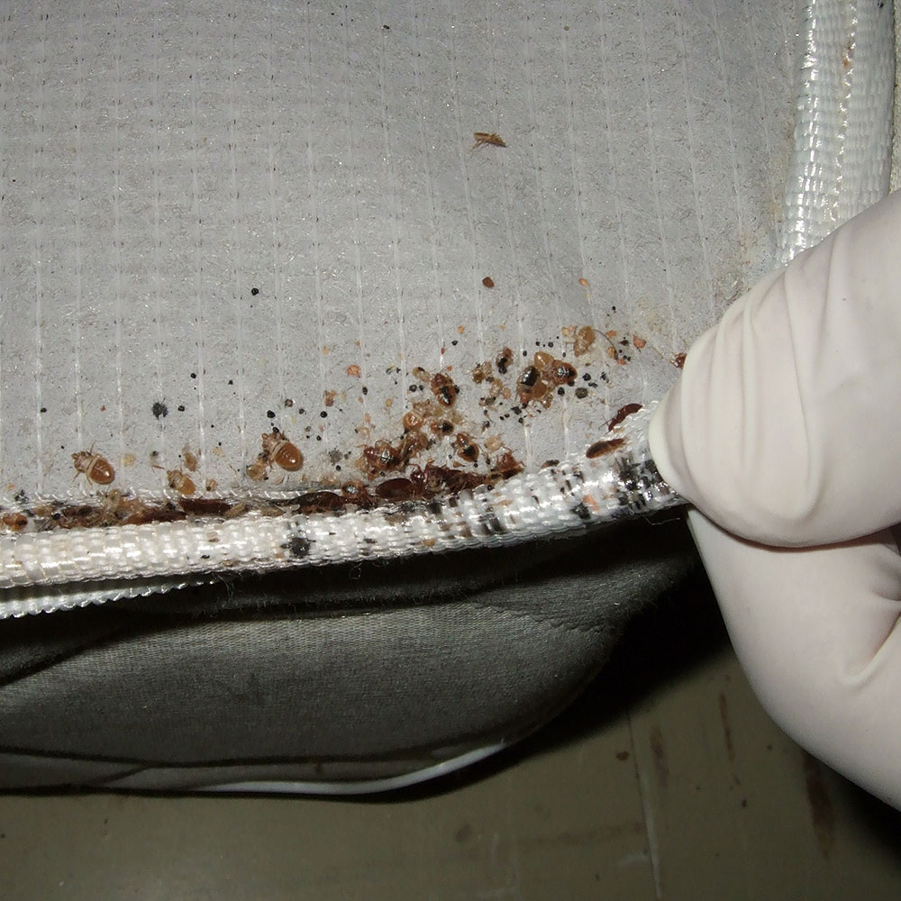 Detail Bed Bugs On Bed Images Nomer 27