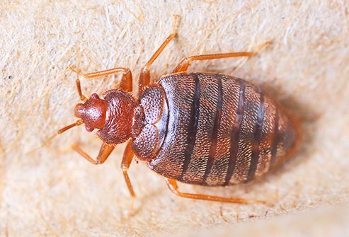 Detail Bed Bugs On Bed Images Nomer 33