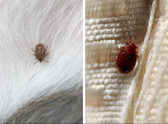 Detail Bed Bugs On Bed Images Nomer 34