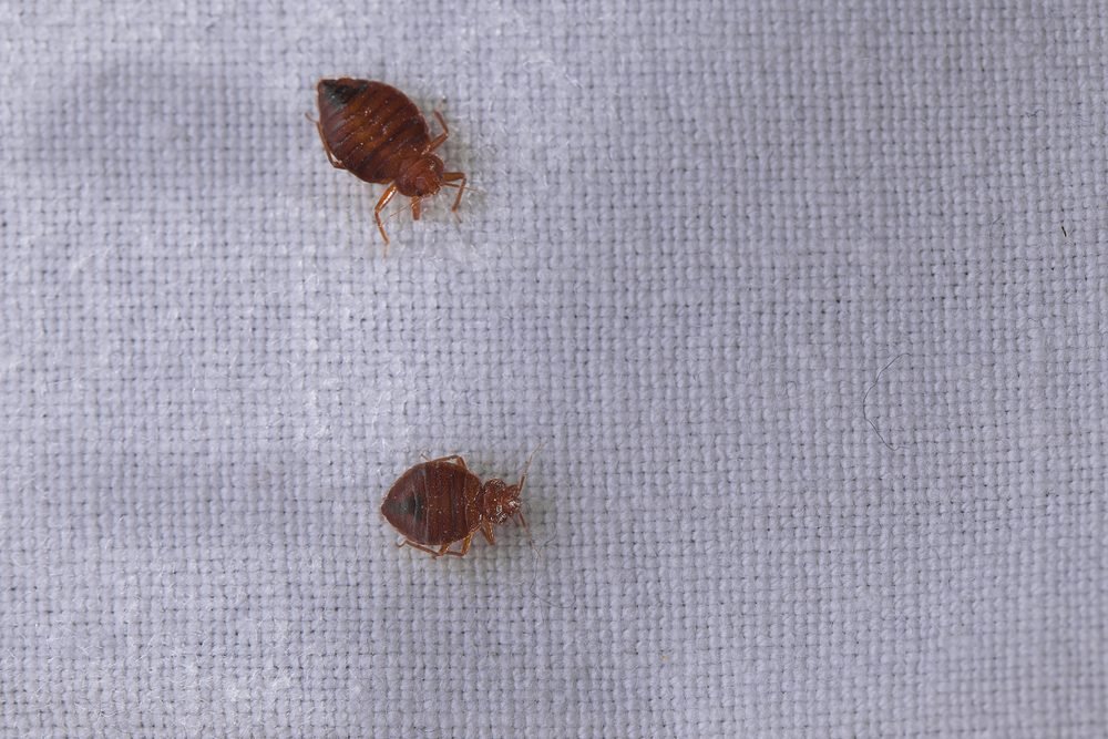 Detail Bed Bugs On Bed Images Nomer 40