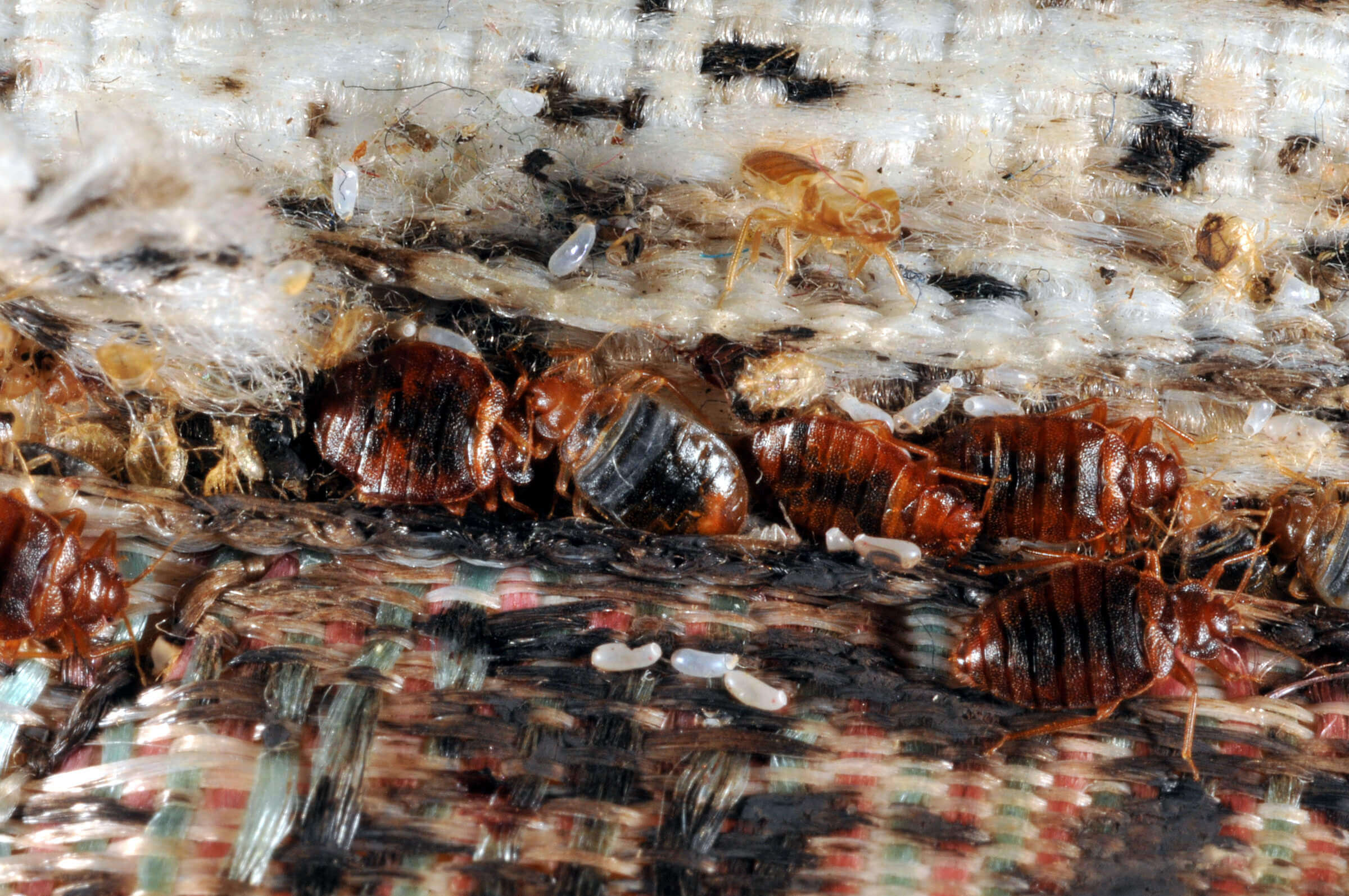 Detail Bed Bugs On Bed Images Nomer 43