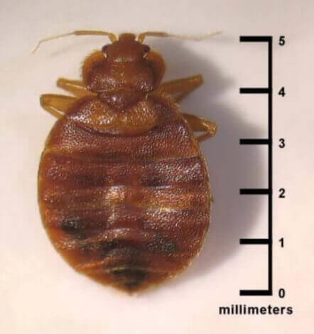 Detail Bed Bugs On Bed Images Nomer 48