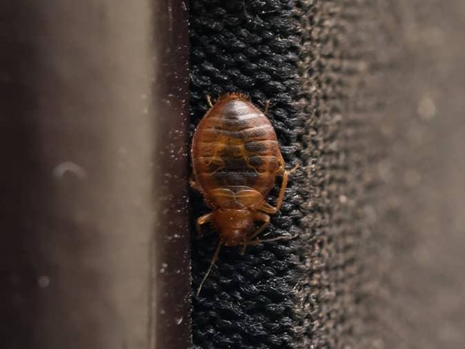 Detail Bed Bugs On Bed Images Nomer 50