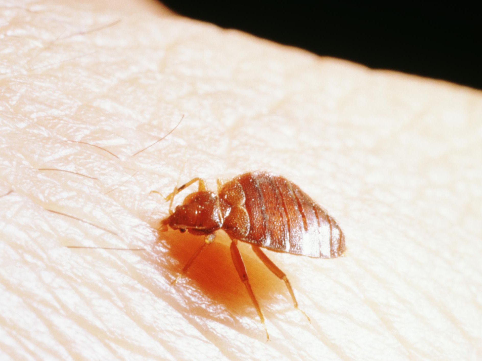Detail Bed Bugs Pic Nomer 23