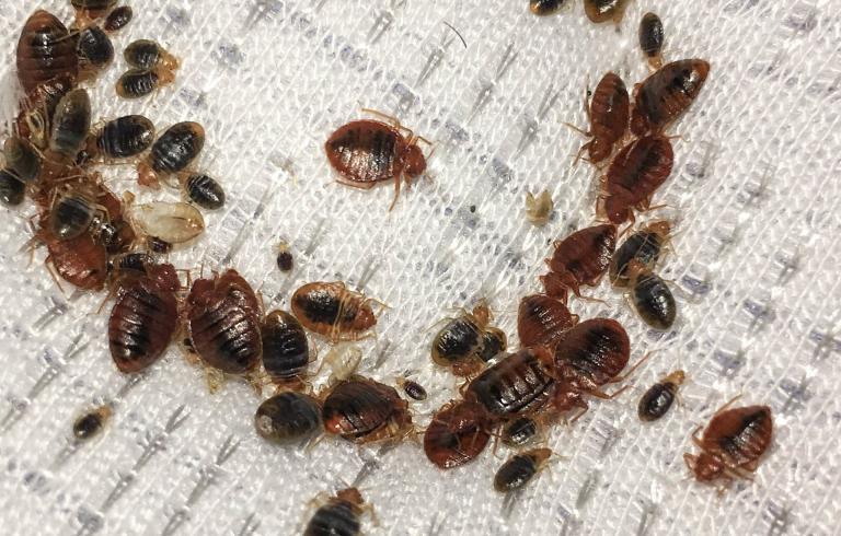 Detail Bed Bugs Pic Nomer 26