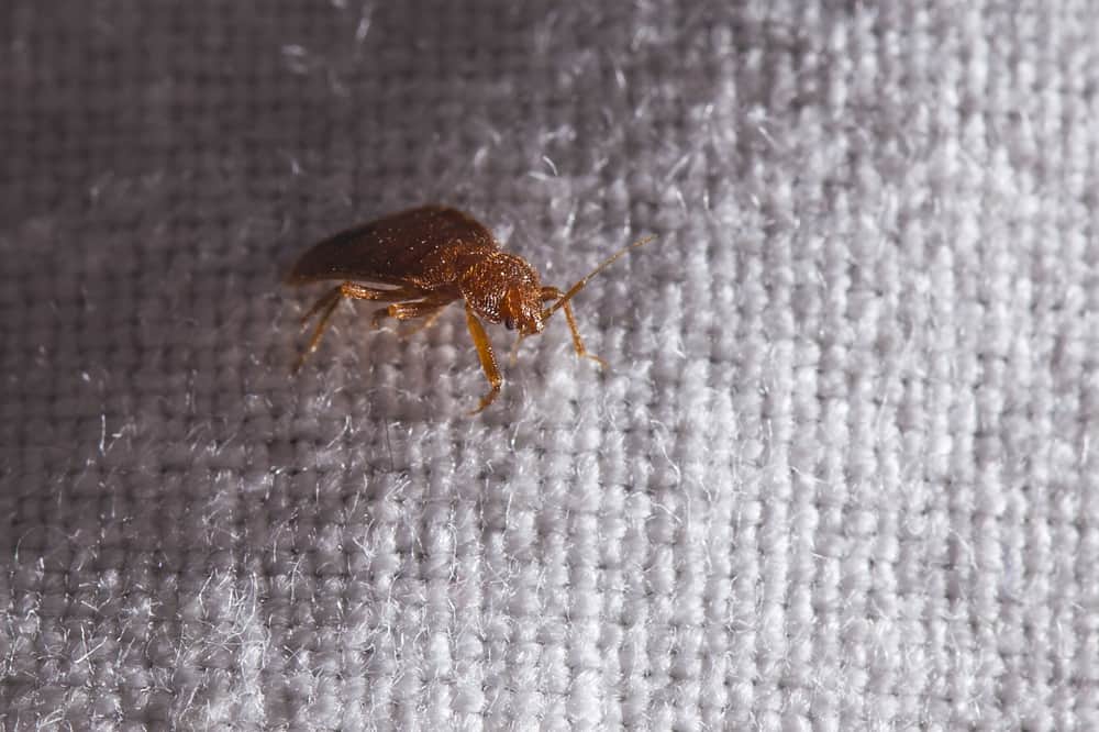Detail Bed Bugs Pic Nomer 37