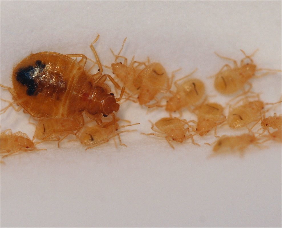 Detail Bed Bugs Pic Nomer 38