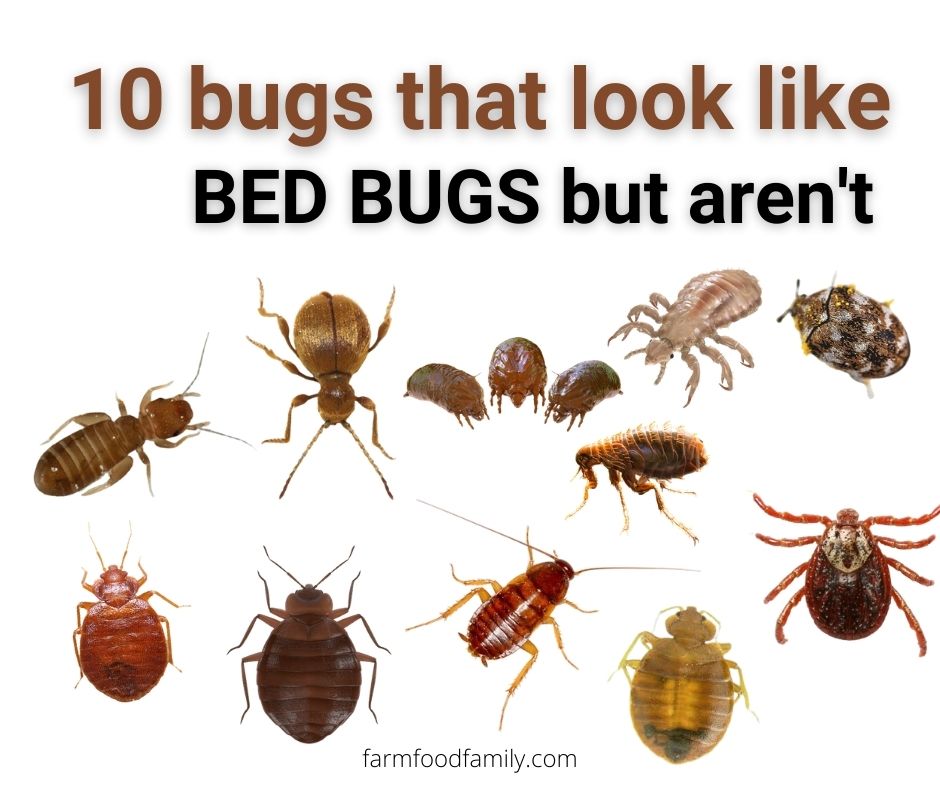 Detail Bed Bugs Pic Nomer 43