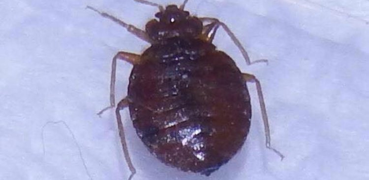 Detail Bed Bugs Pic Nomer 45