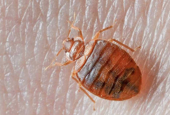 Detail Bed Bugs Size Pictures Nomer 2