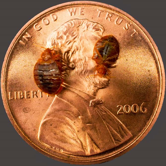 Detail Bed Bugs Size Pictures Nomer 12