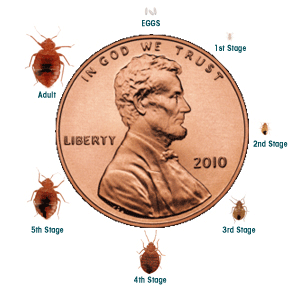 Detail Bed Bugs Size Pictures Nomer 17