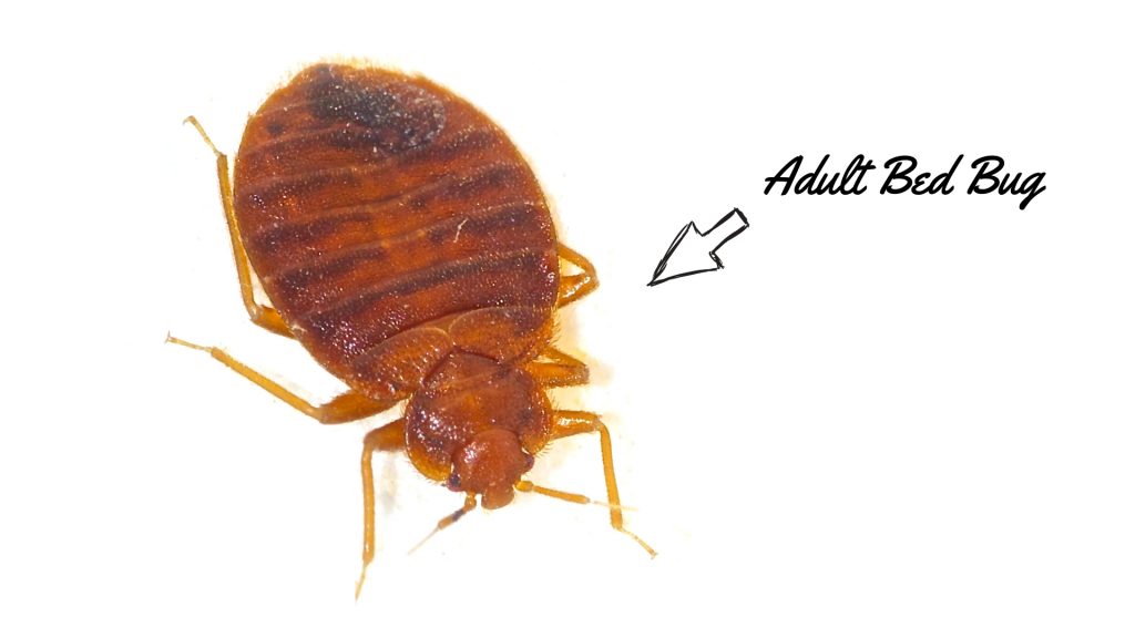 Detail Bed Bugs Size Pictures Nomer 20