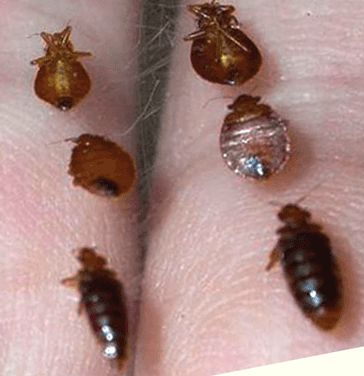 Detail Bed Bugs Size Pictures Nomer 25