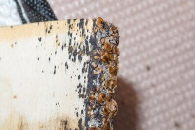 Detail Bed Bugs Size Pictures Nomer 33