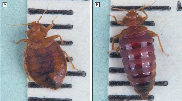 Detail Bed Bugs Size Pictures Nomer 35