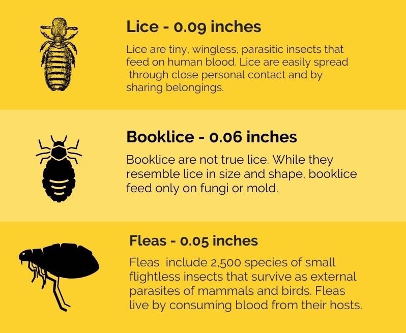 Detail Bed Bugs Size Pictures Nomer 40