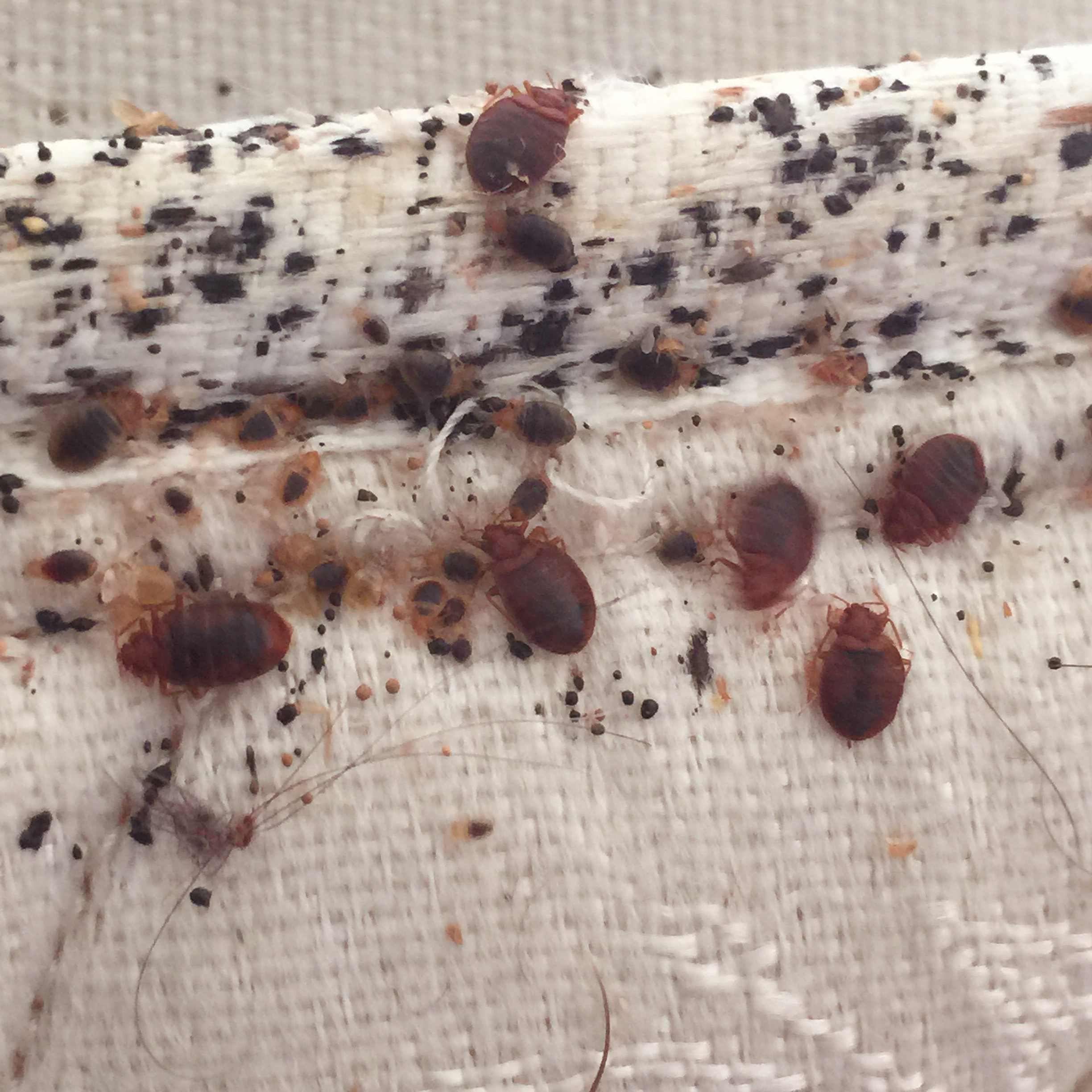 Detail Bed Bugs Size Pictures Nomer 42