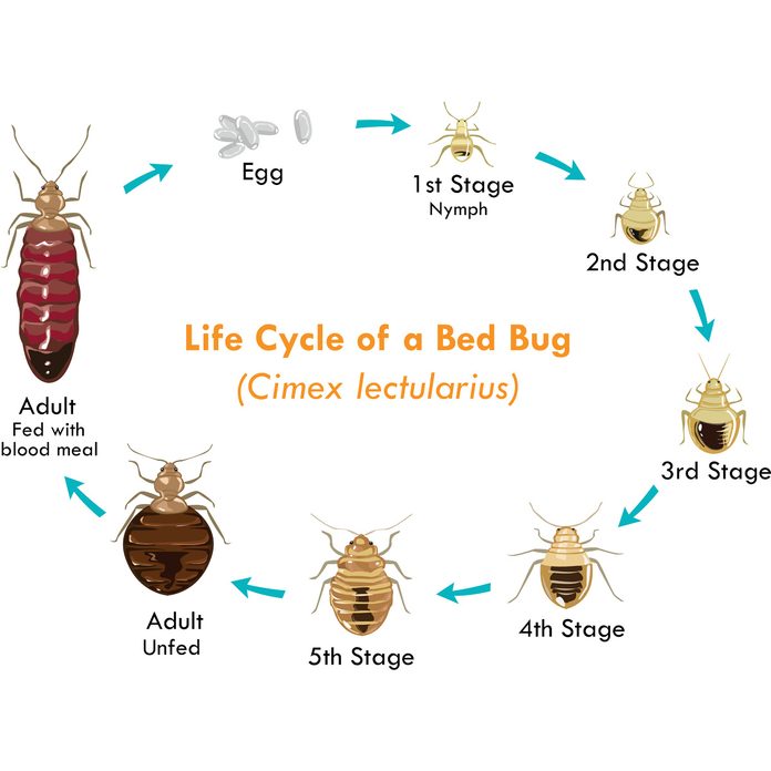 Detail Bed Bugs Size Pictures Nomer 47