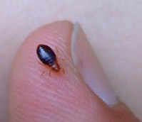 Detail Bed Bugs Size Pictures Nomer 49