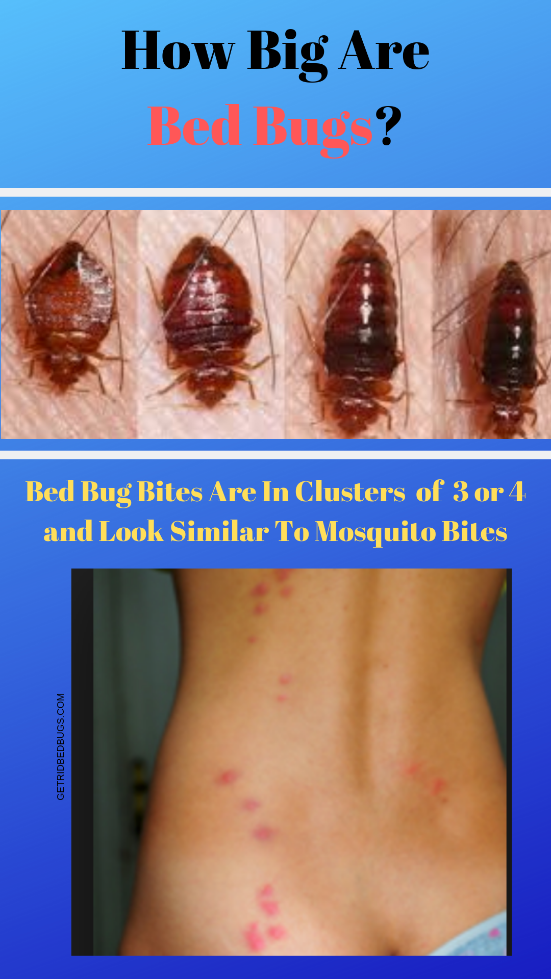 Detail Bed Bugs Size Pictures Nomer 55