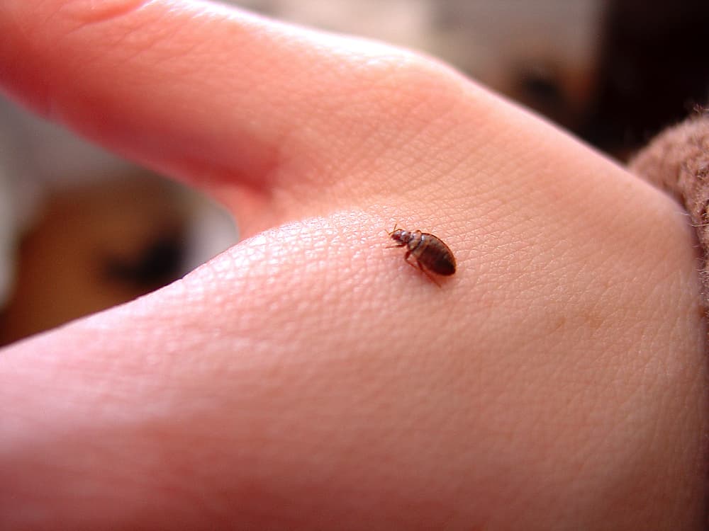 Detail Bed Bugs Size Pictures Nomer 8