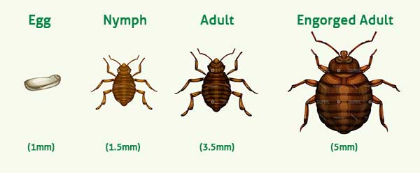 Detail Bed Bugs Size Pictures Nomer 10