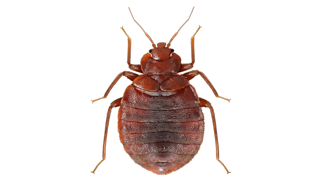 Detail Bed Bugs Transparent Nomer 12