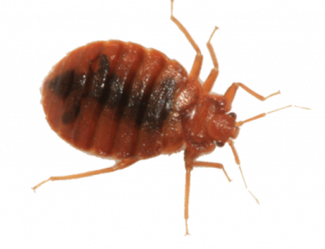 Detail Bed Bugs Transparent Nomer 13