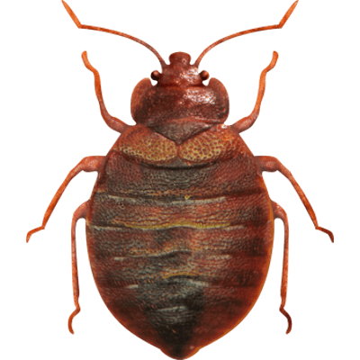Detail Bed Bugs Transparent Nomer 14
