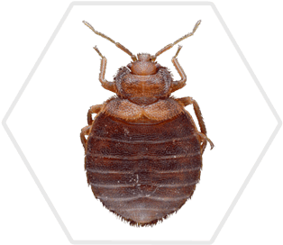 Detail Bed Bugs Transparent Nomer 15