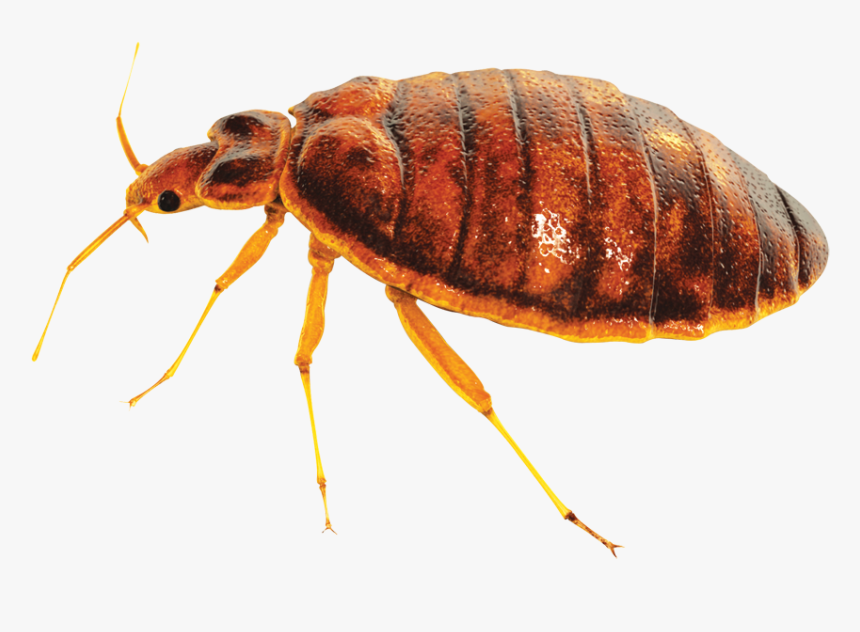 Detail Bed Bugs Transparent Nomer 16
