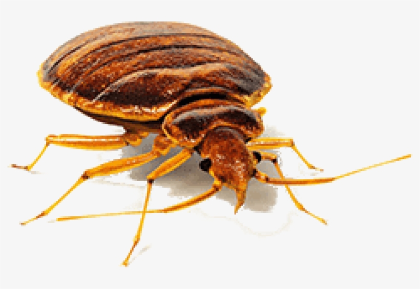 Detail Bed Bugs Transparent Nomer 17