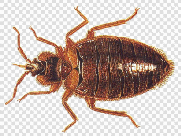 Detail Bed Bugs Transparent Nomer 18