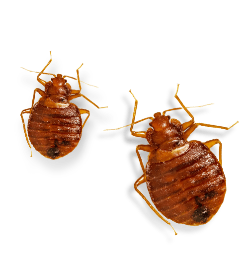Detail Bed Bugs Transparent Nomer 20