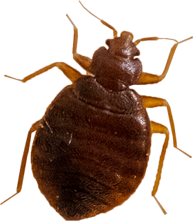 Detail Bed Bugs Transparent Nomer 21