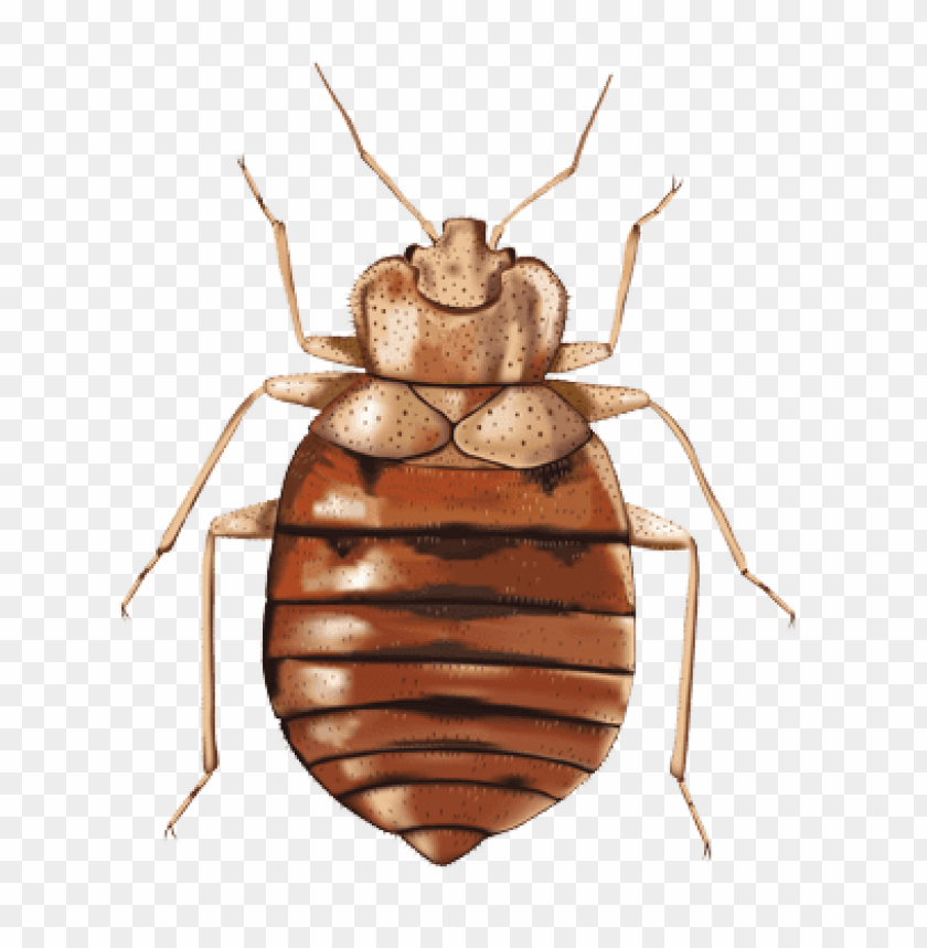 Detail Bed Bugs Transparent Nomer 22