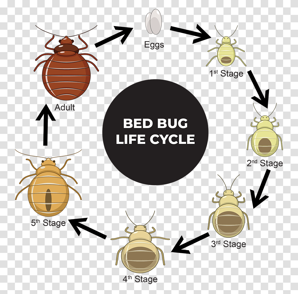 Detail Bed Bugs Transparent Nomer 23