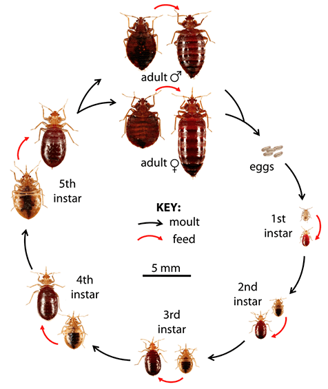 Detail Bed Bugs Transparent Nomer 24